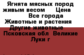 Ягнята мясных пород живым весом.  › Цена ­ 125 - Все города Животные и растения » Другие животные   . Псковская обл.,Великие Луки г.